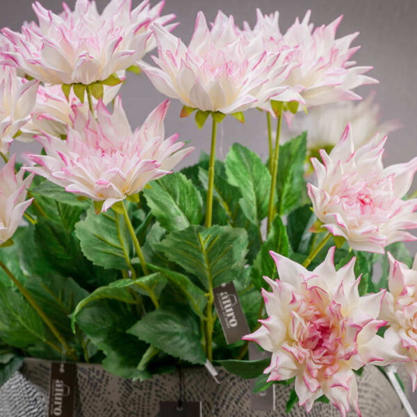 Dalia biało-różowa_ALURO