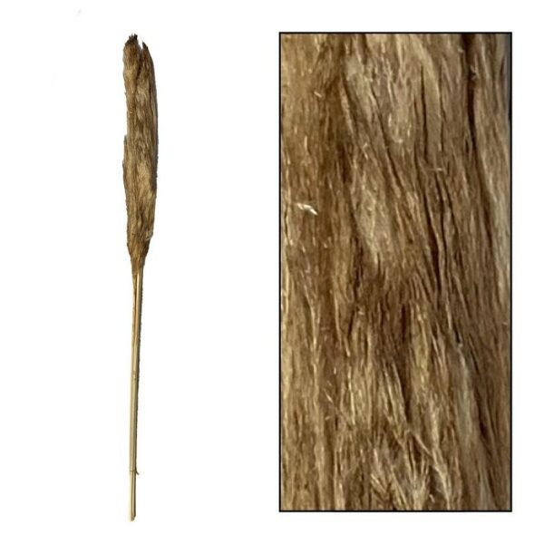 Susz Pampas coffee (wiązka)