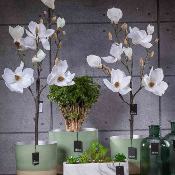 Magnolia biała w doniczce_Aluro
